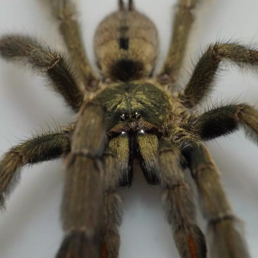 Psalmopoeus cambridgei 0.75" thumbnail