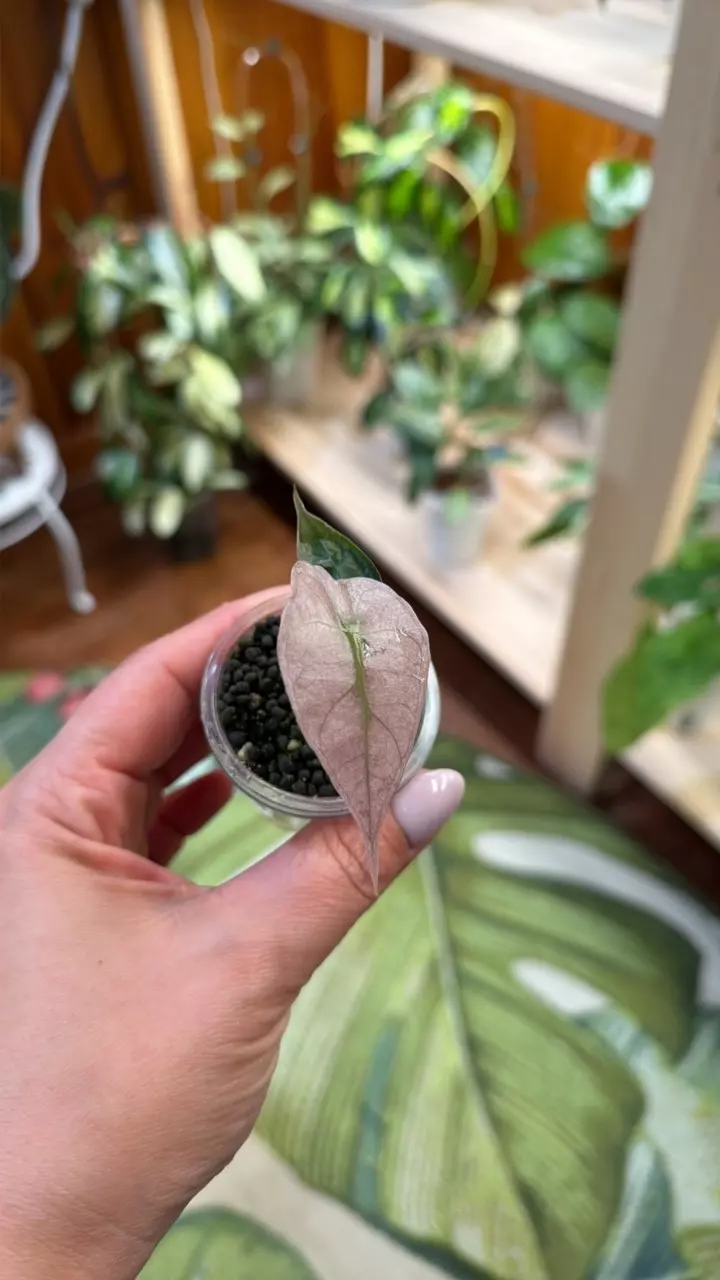0263 Alocasia pink poly ghost thumbnail