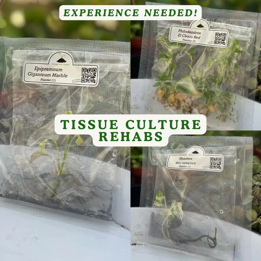 tc rehab (1 pack) thumbnail