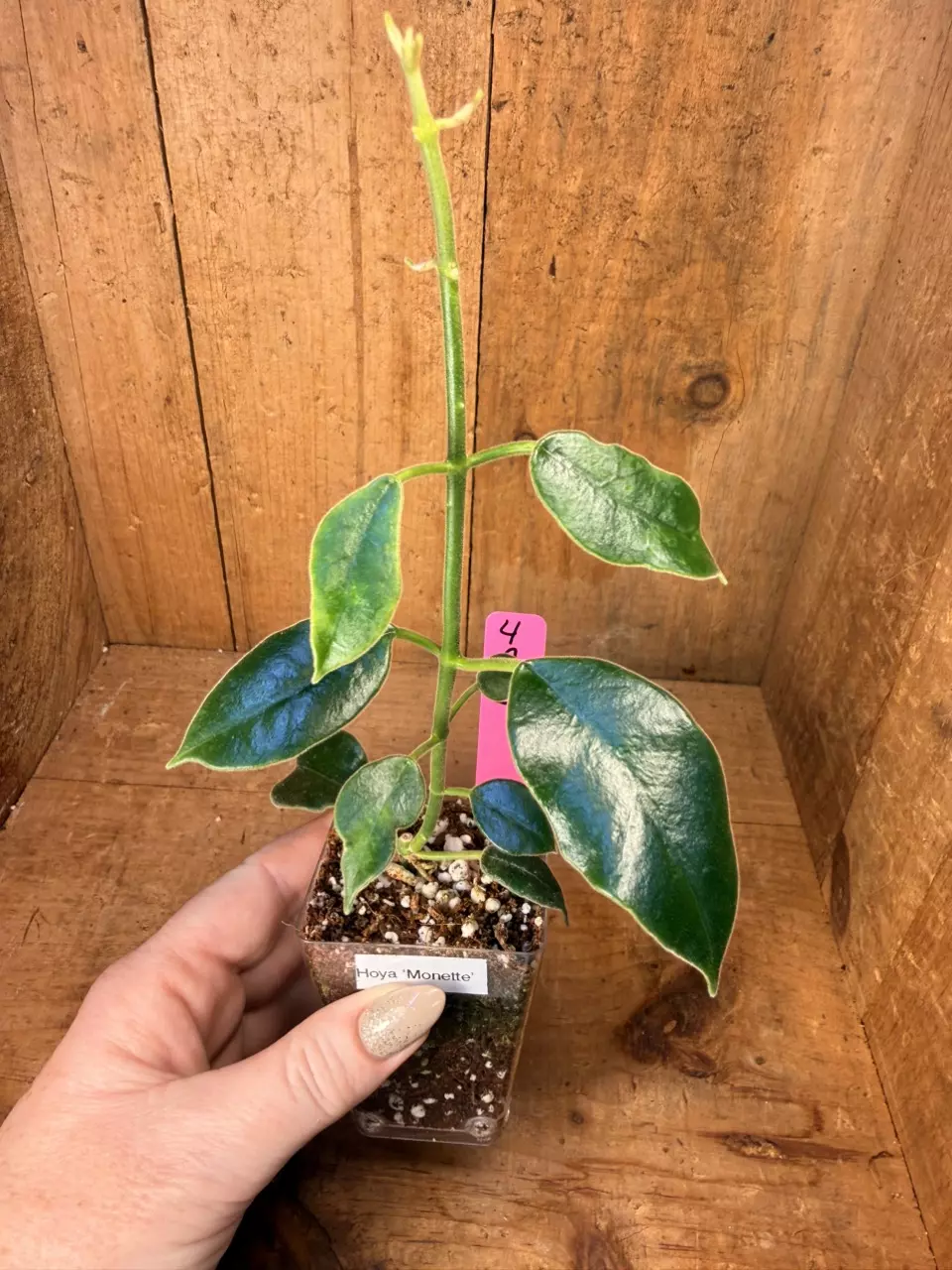 Hoya ‘Monette’ fuzzy thumbnail