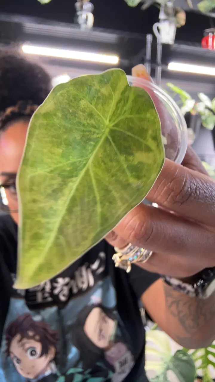 Regalshield Aurea thumbnail