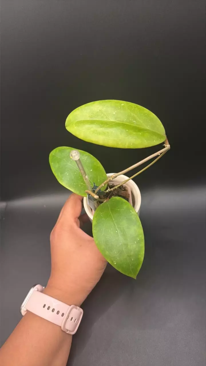 Hoya Elliptica x unk #109 thumbnail