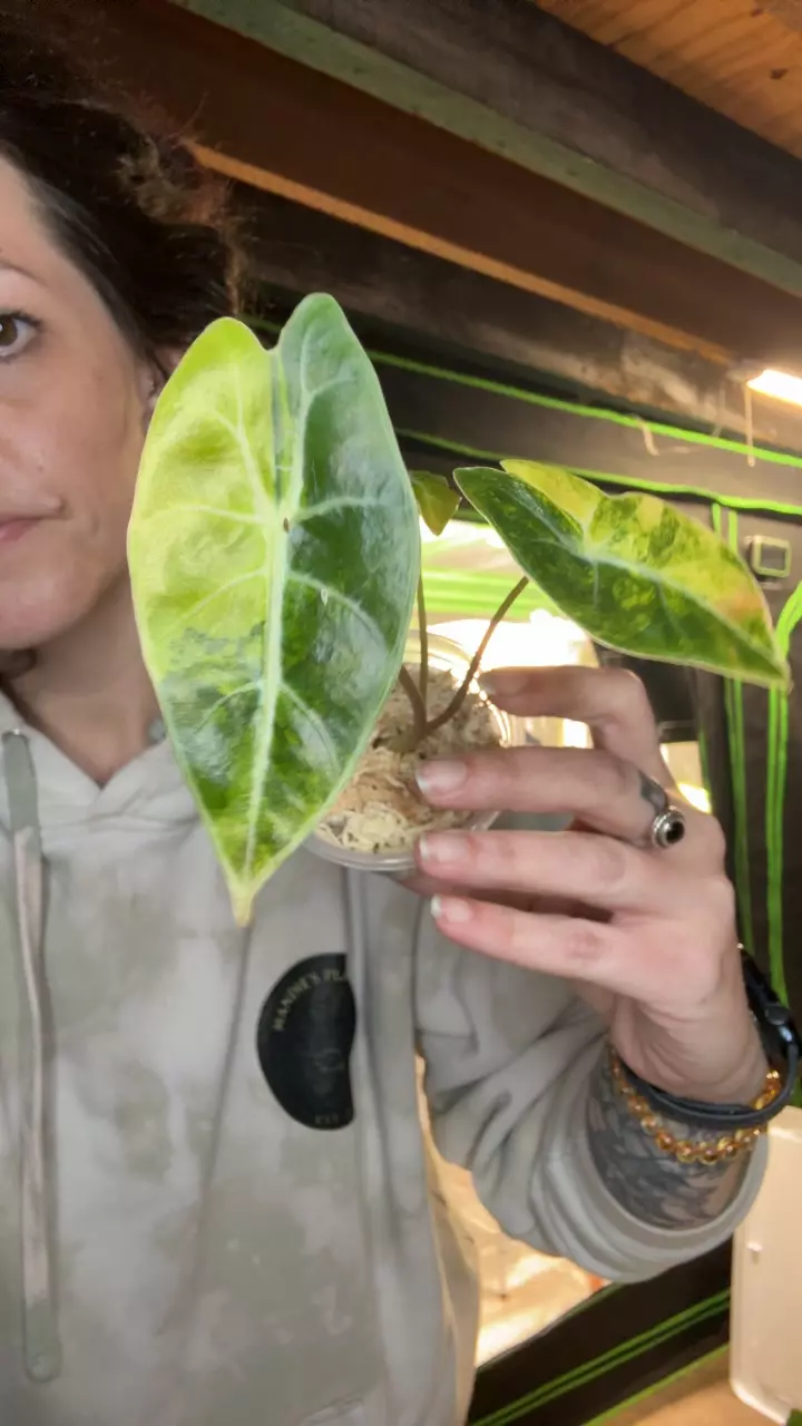 Dragon Tooth Aurea thumbnail