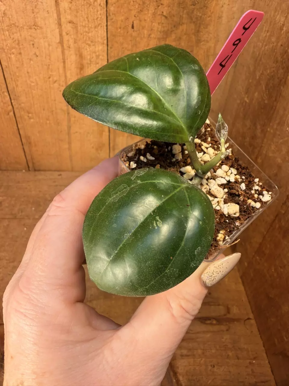 442 Hoya quinquenervia ‘Little Plu’ thumbnail
