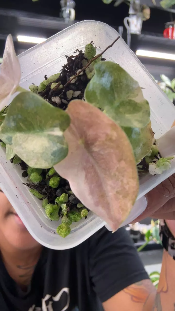 Cuprea Pink mint thumbnail