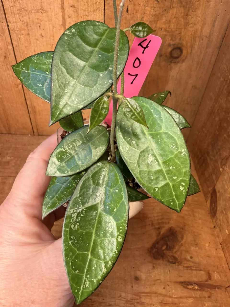407 Hoya ‘Black Margin’ so pretty! thumbnail