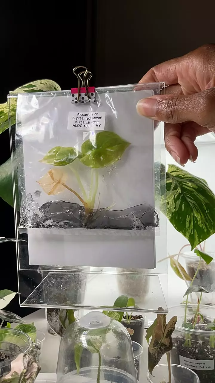 #0097 Alo Cuprea Aurea Latte Rehab thumbnail