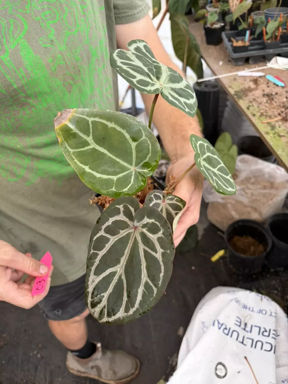 c13 doc block purple x crystal queen thumbnail