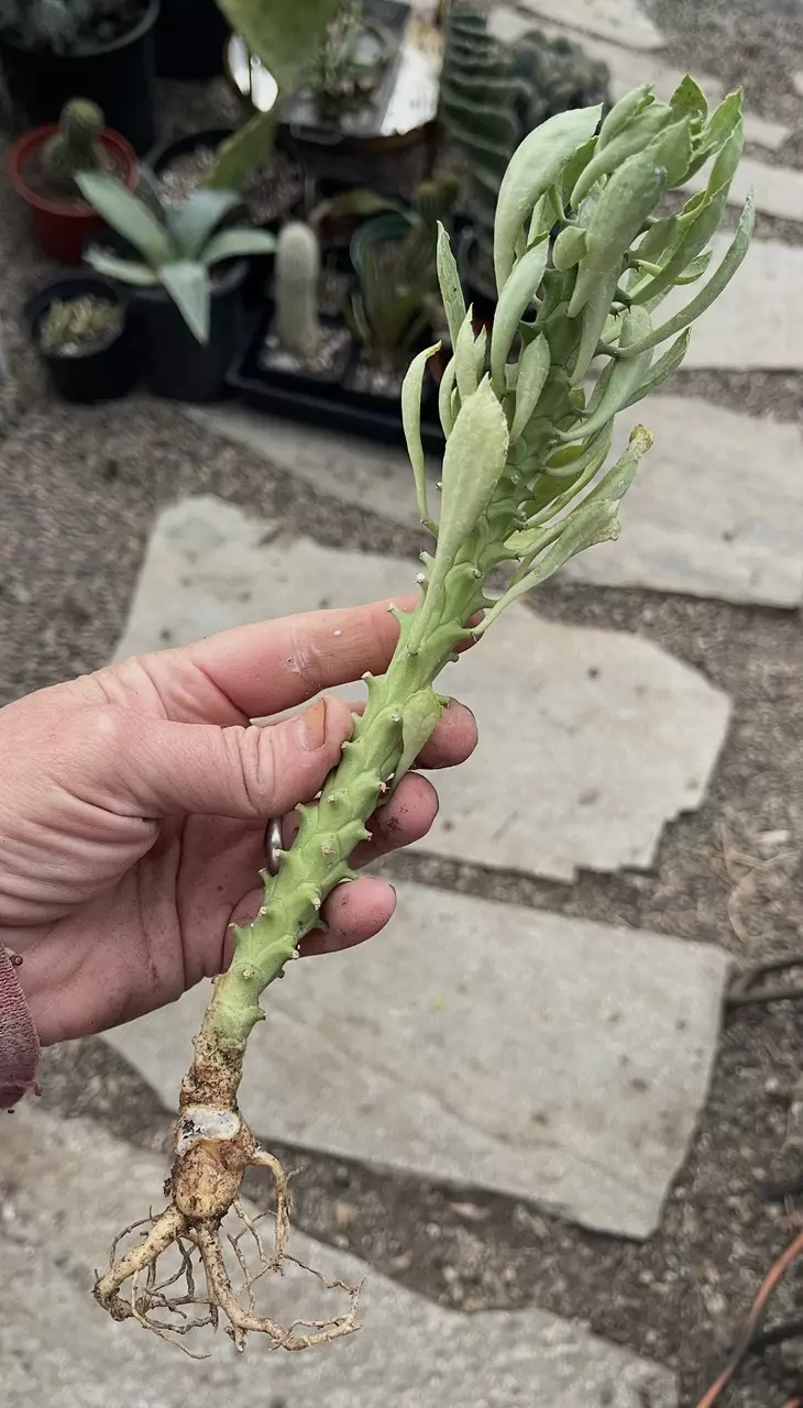 Monadenium Heteropodum 5” thumbnail