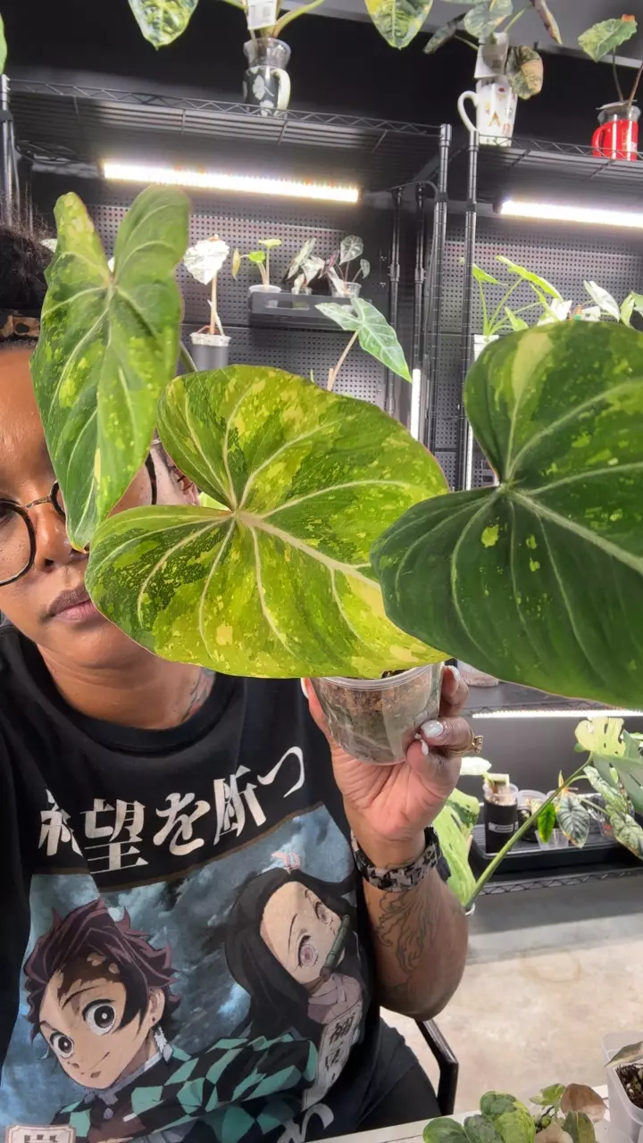 Glori Tri color thumbnail