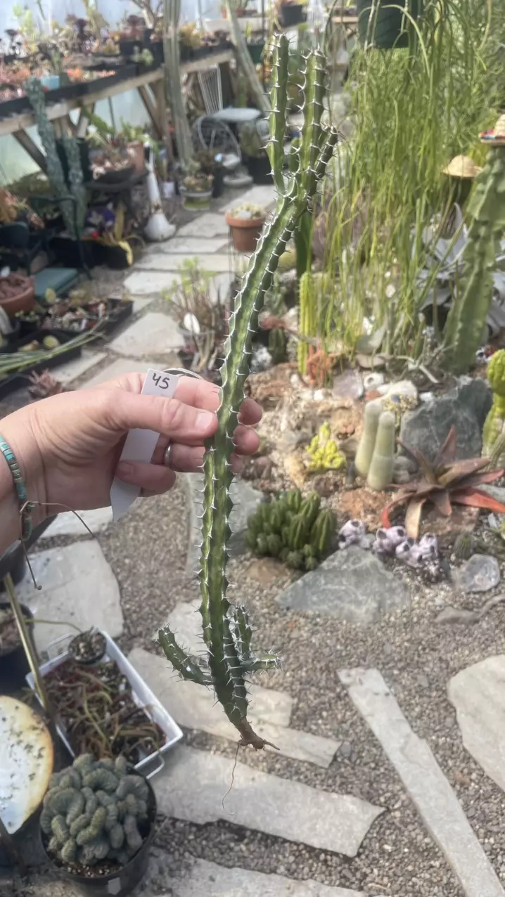 Euphorbia Griseola, light roots thumbnail