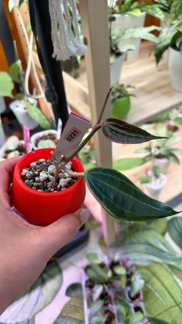 0231 Hoya Macrophylla outer Variegated thumbnail