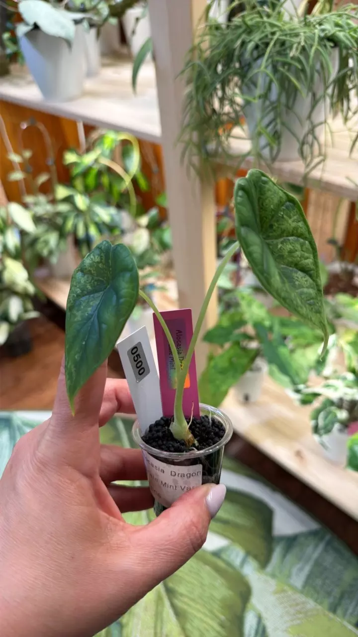 0500 Alocasia Dragon scale mint thumbnail