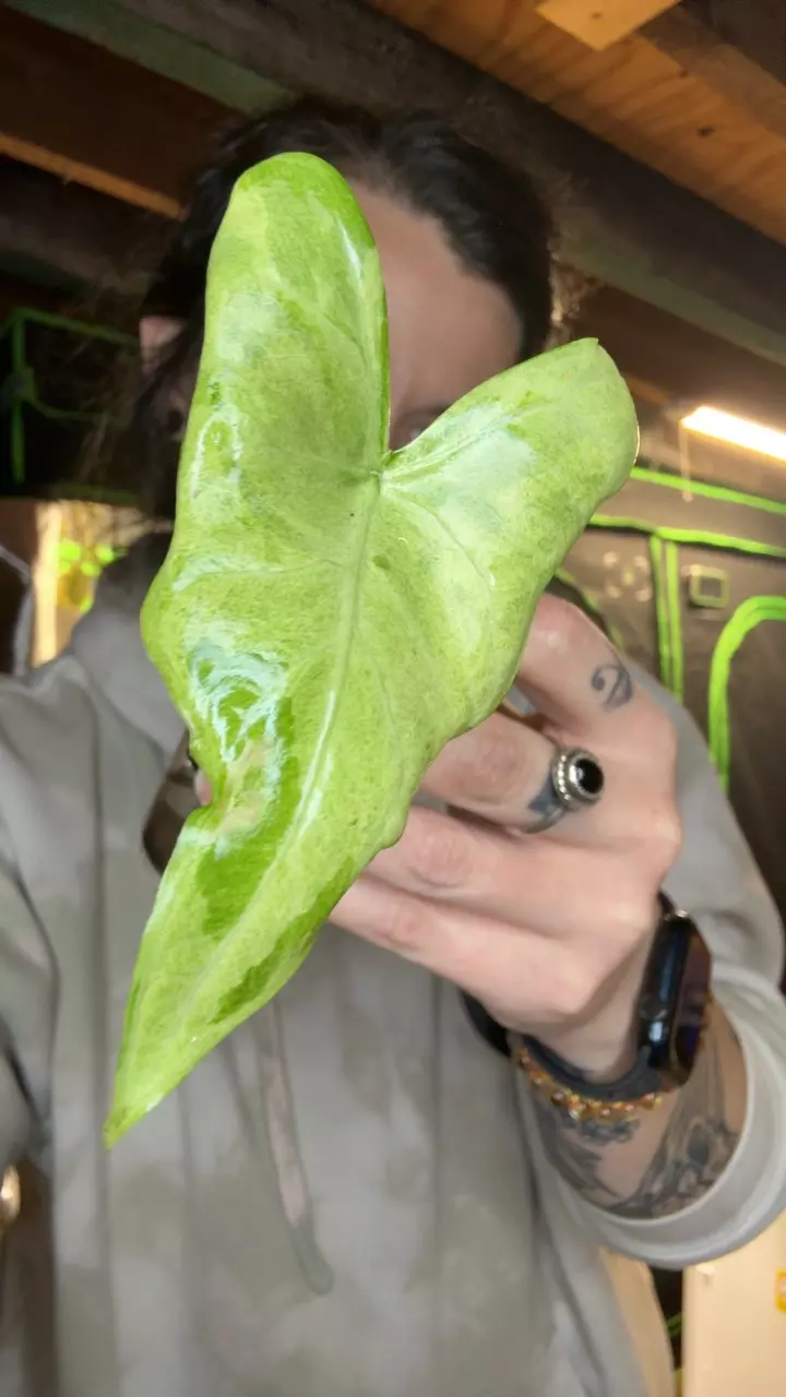 batwing mint silver blue pup thumbnail