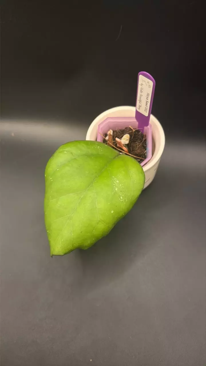 Hoya Seed 002 #107 thumbnail