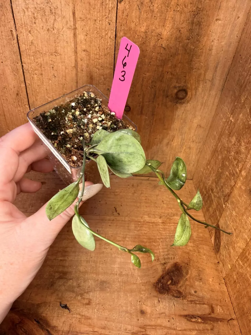 463 Hoya lacunosa ‘Full Moon’ thumbnail