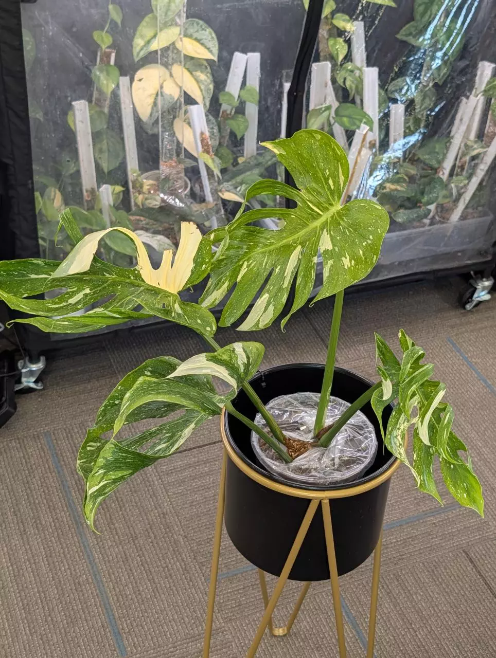 monstera medusa Matured form thumbnail