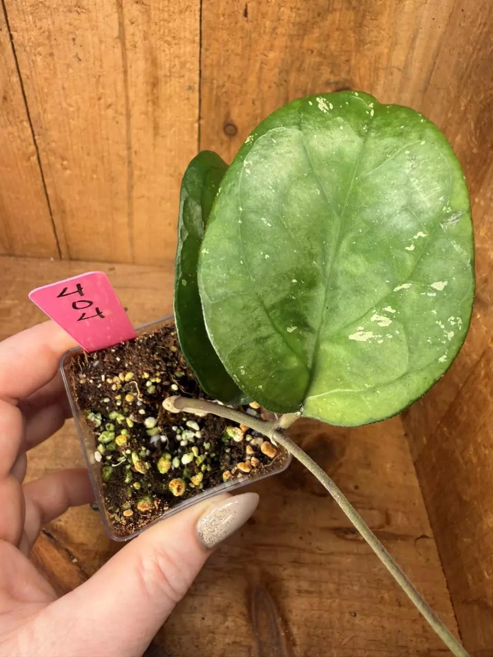 404 Hoya ‘Ricardo’ thumbnail