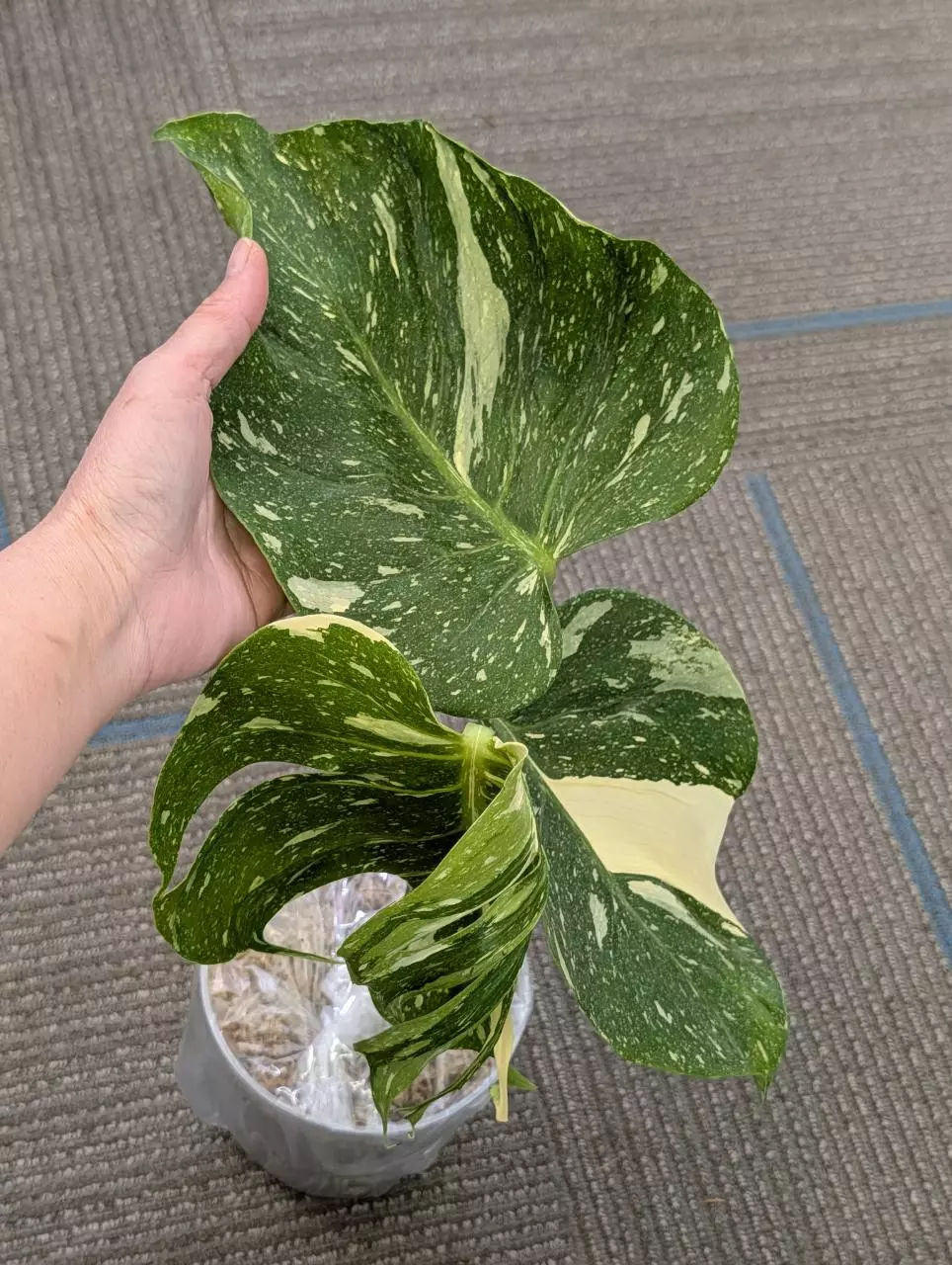 Monstera Medusa thumbnail