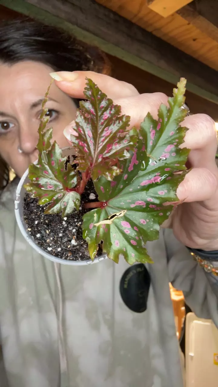 Begonia Seretipetala thumbnail