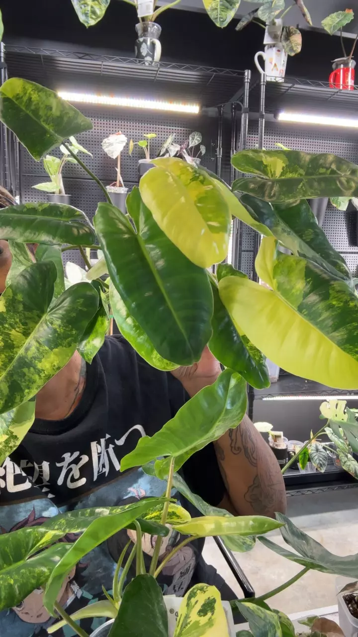 P. Burle Marx Aurea thumbnail