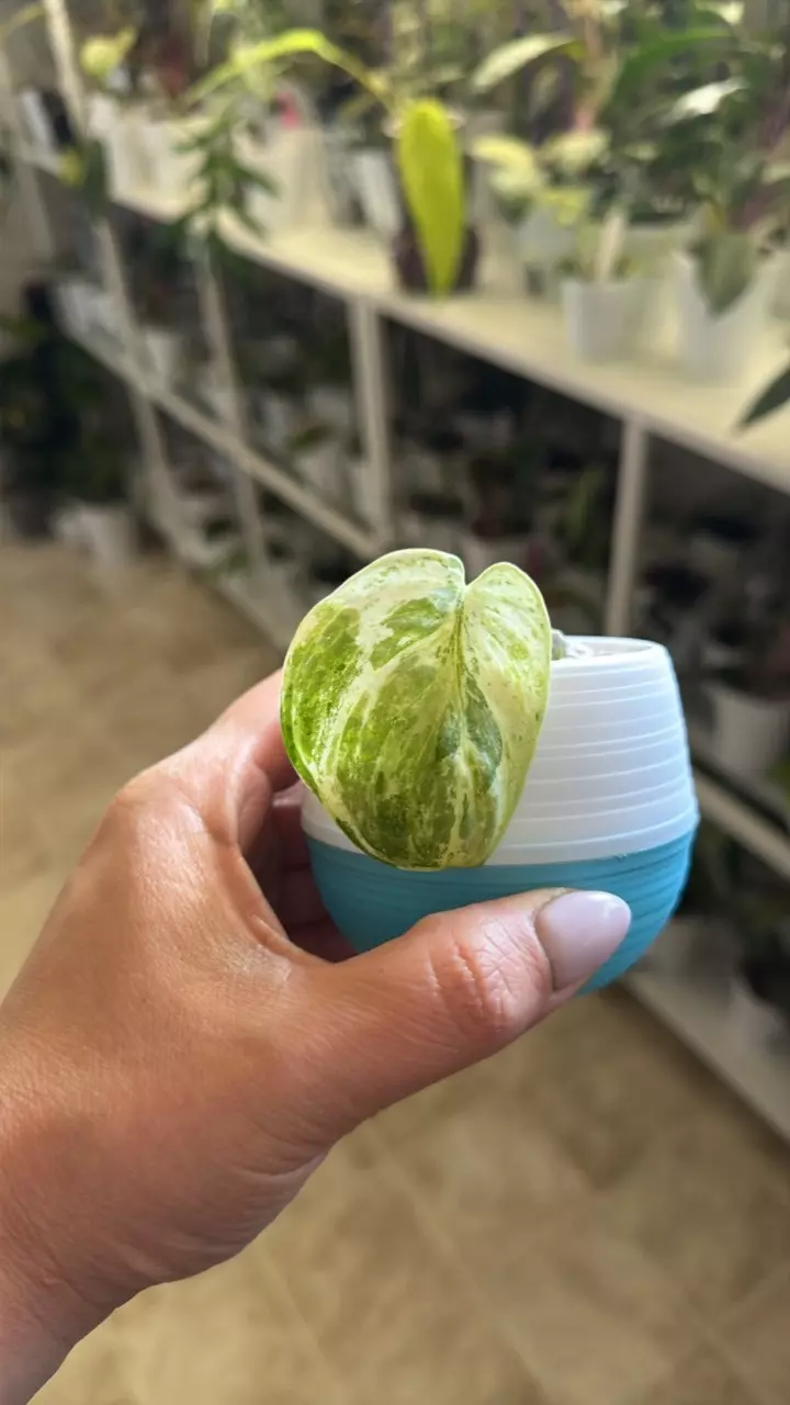 0223 Scindapsus Peasun thumbnail