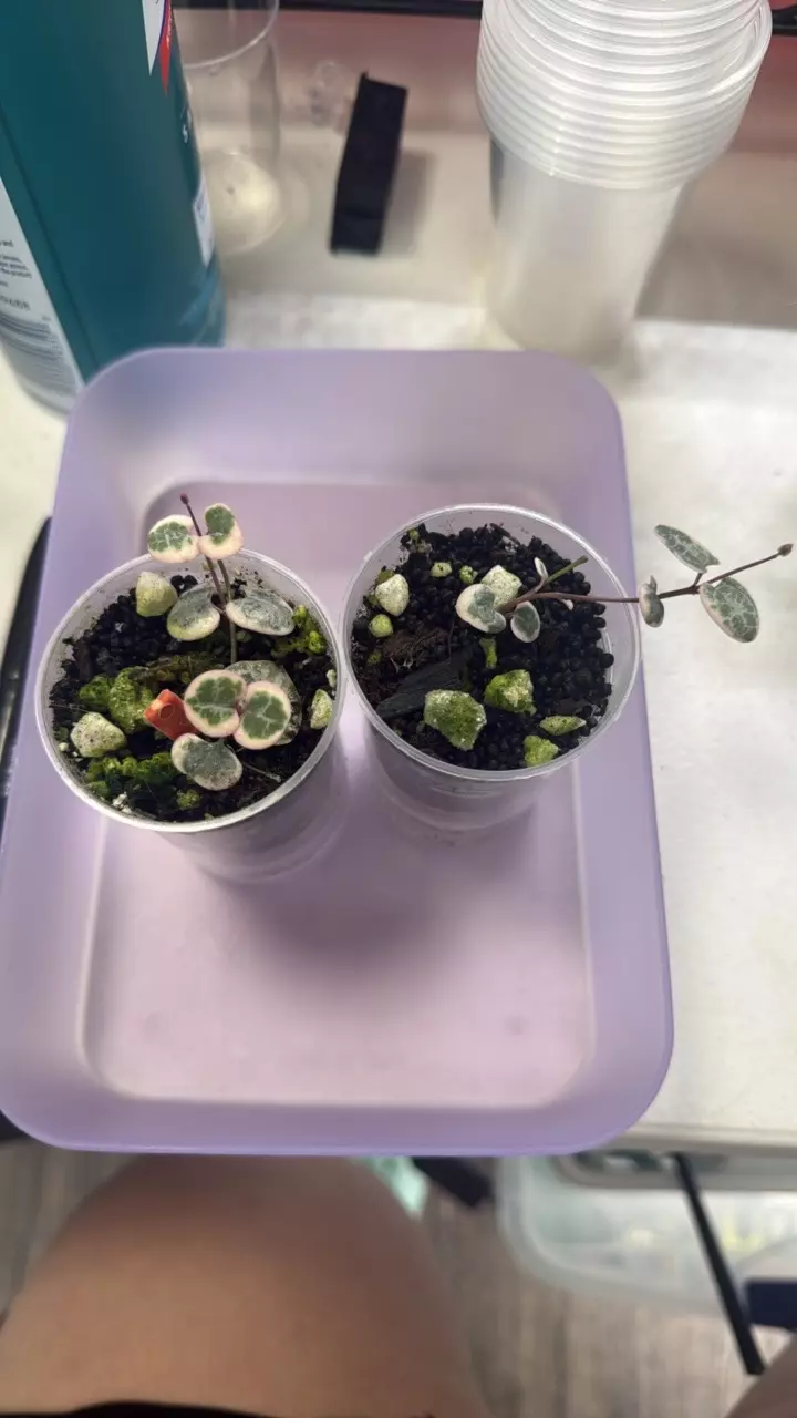 Variegated String of hearts  - GC #1 thumbnail