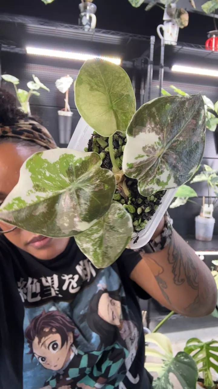 Wentii Pink Albo thumbnail