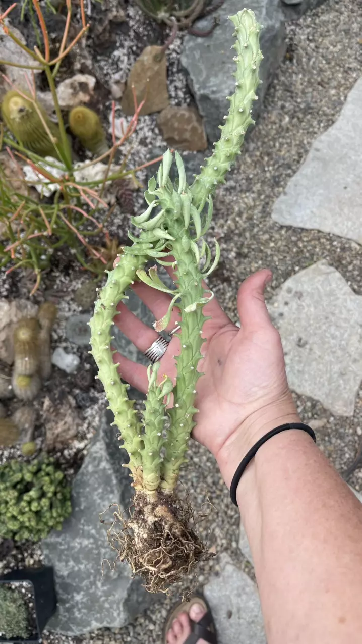 Monadenium Heteropodum taller thumbnail