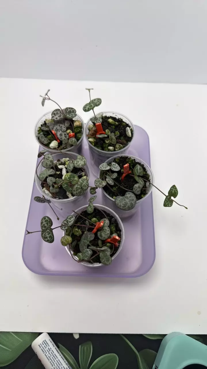 String of Hearts 2” pot- GC thumbnail