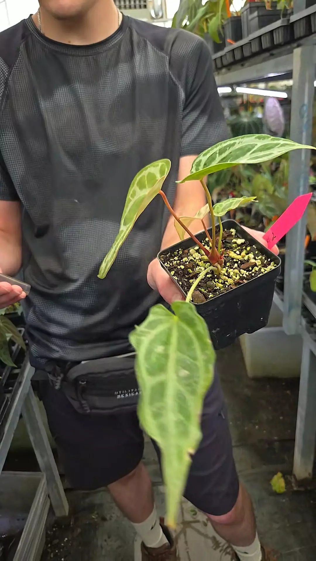 c42 Selby silver thumbnail