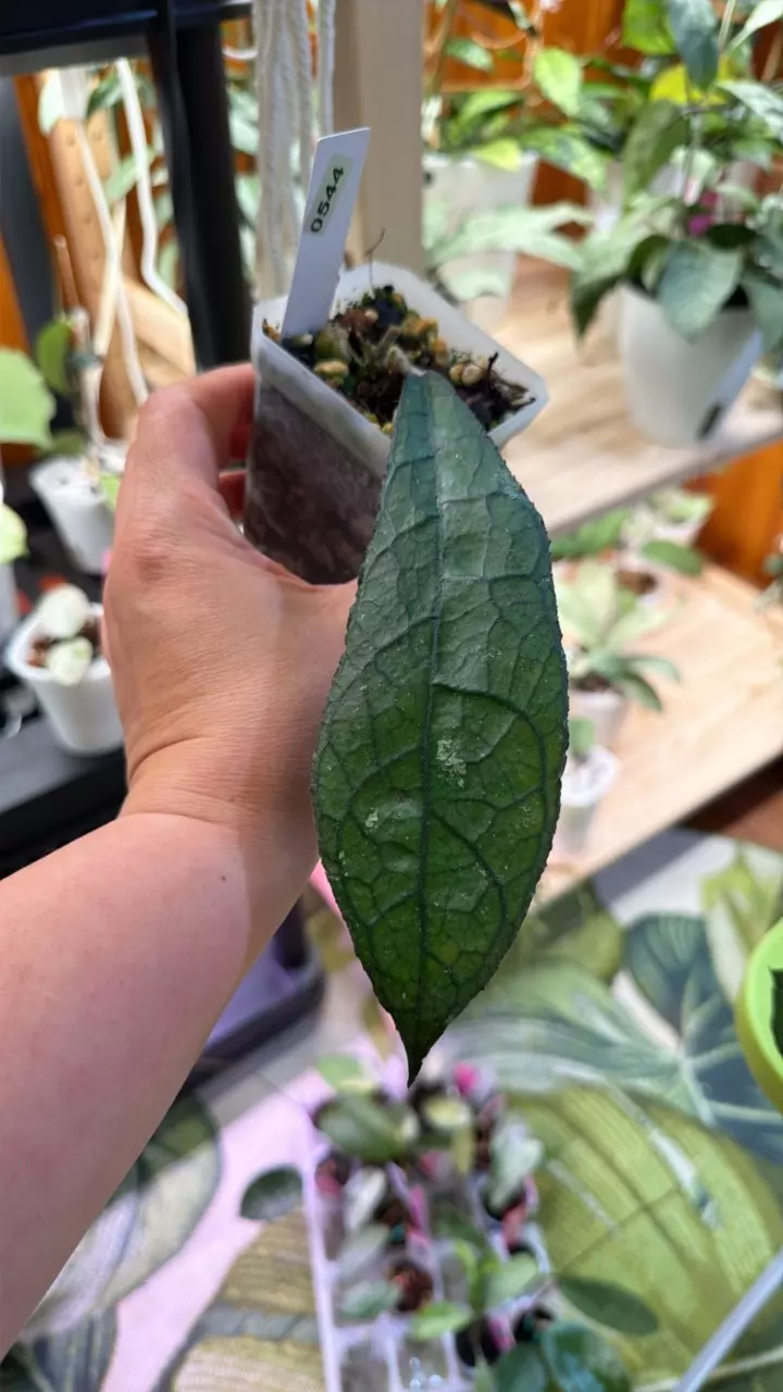 0544 Hoya Clemensorium thumbnail