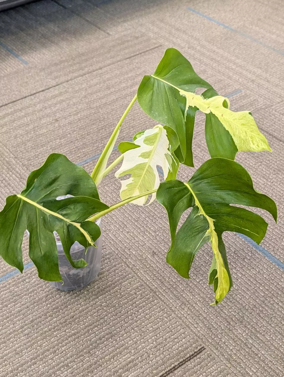 Monstera Lava thumbnail