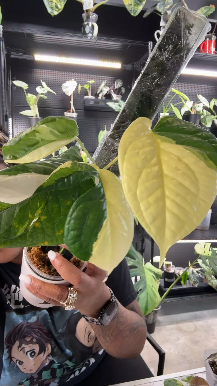 Amydrium Medium Albo thumbnail