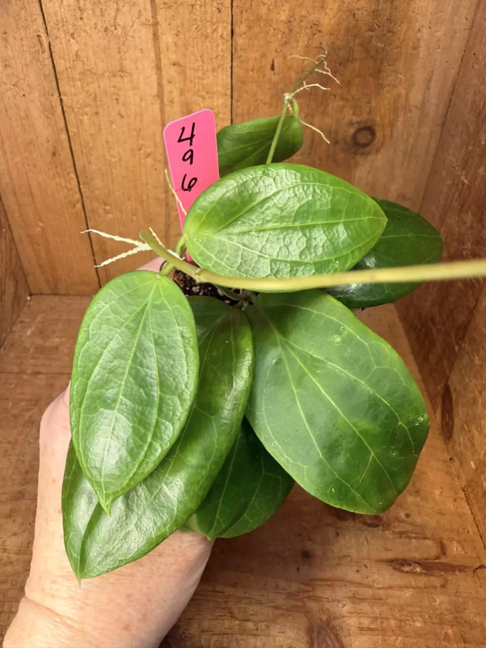 496 Hoya aldrichii thumbnail