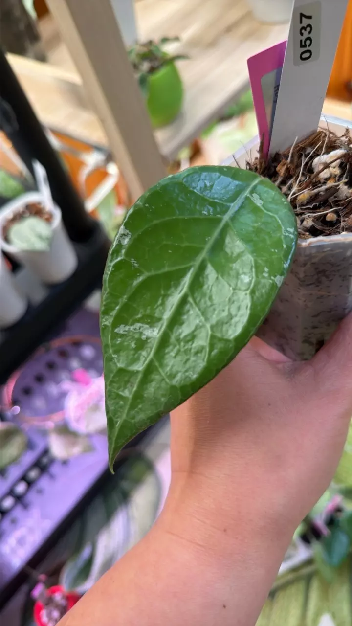 0537 Hoya sp Sumatra thumbnail