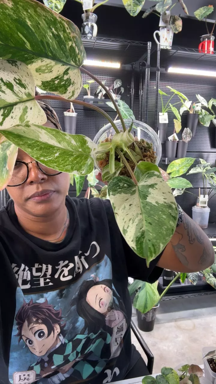 Emerald King thumbnail