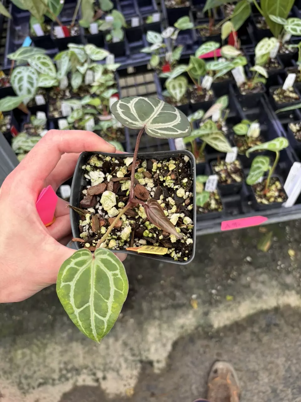 c37 doc block red f2 x Rotundatum X / doc block purp f2 thumbnail