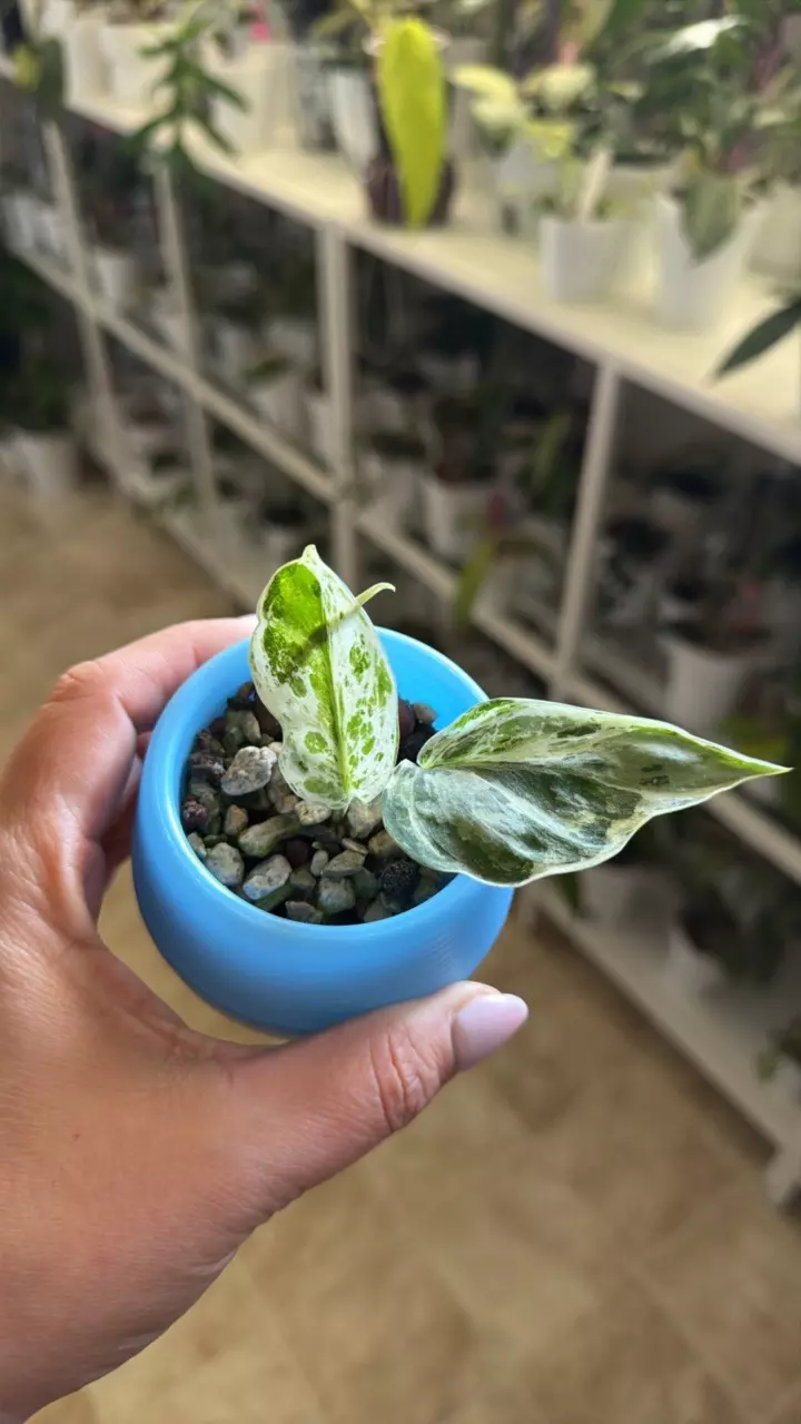 0358 Scindapsus Peasun thumbnail