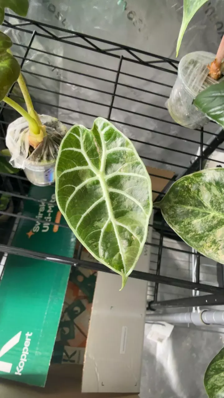 Watso pink thumbnail