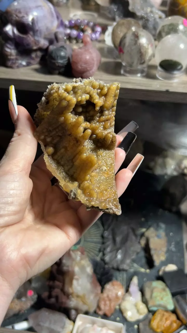 Agatized Coral from Withlacoochee River, Georgia thumbnail
