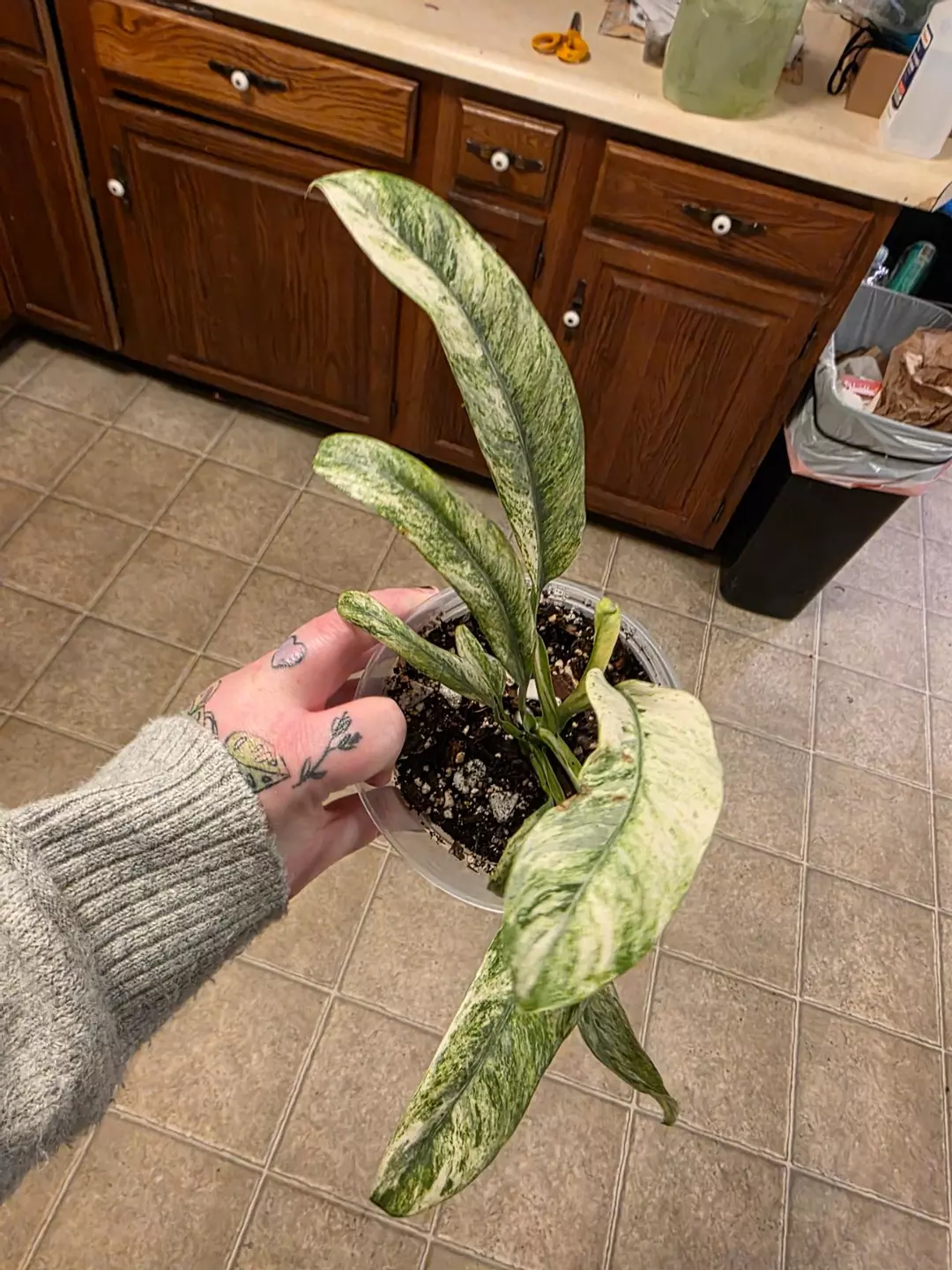 A231 Epipremnum Giganteum Variegated thumbnail
