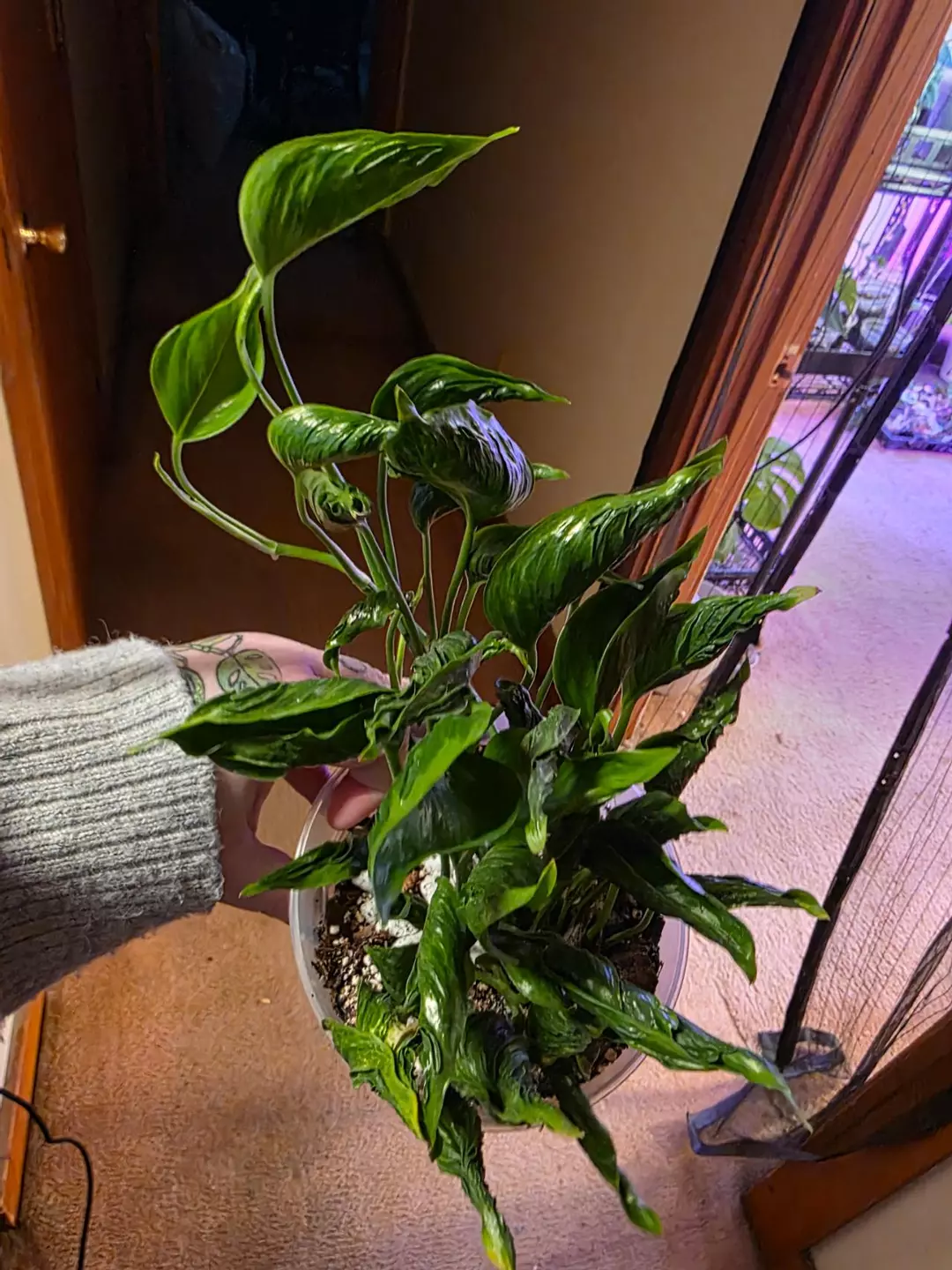A227 Epipremnum Pinnatum Shangri-La Pothos thumbnail