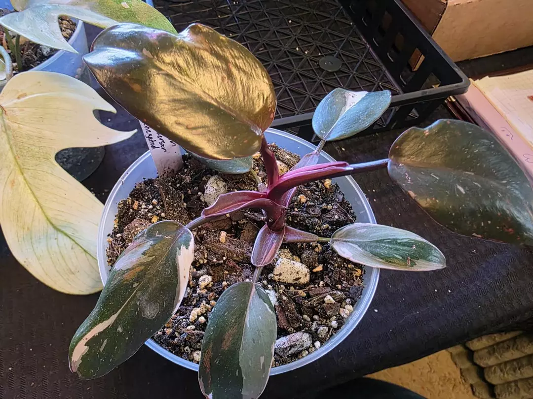 A244 Philodendron Red Anderson Variegated thumbnail