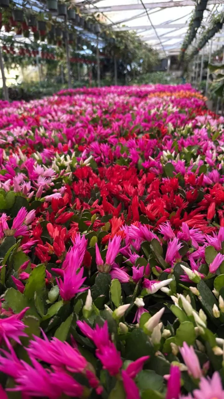 spring cactus 4” (GP) thumbnail
