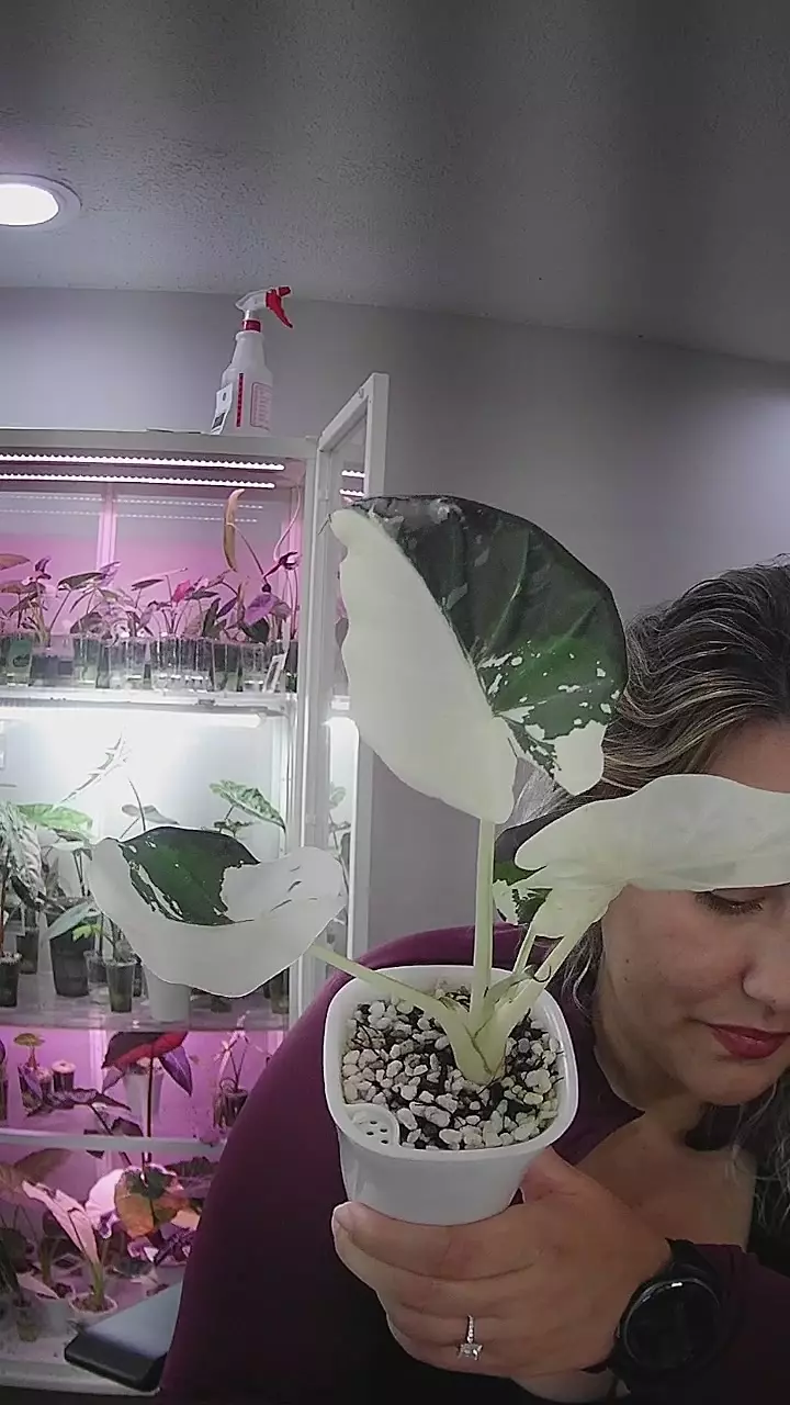 regal shield albo pup thumbnail