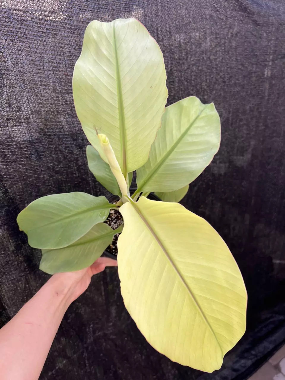 Musa Siam Pearl 6” Grower’s Choice thumbnail