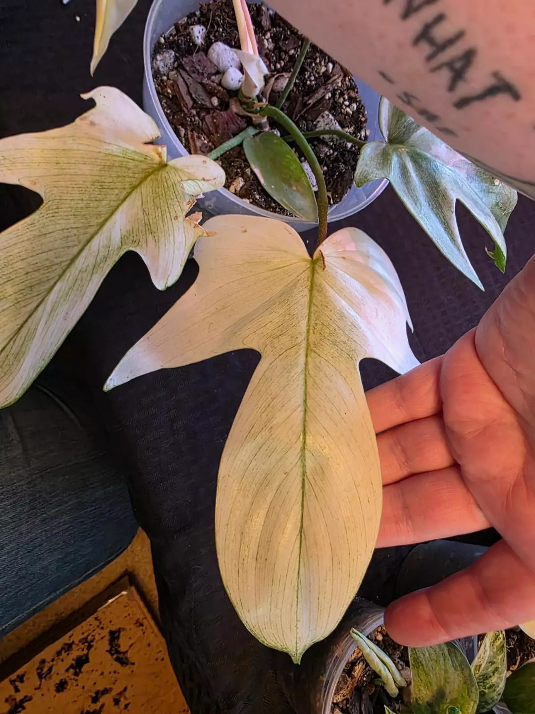 A421 Philodendron Florida Ghost Mint thumbnail