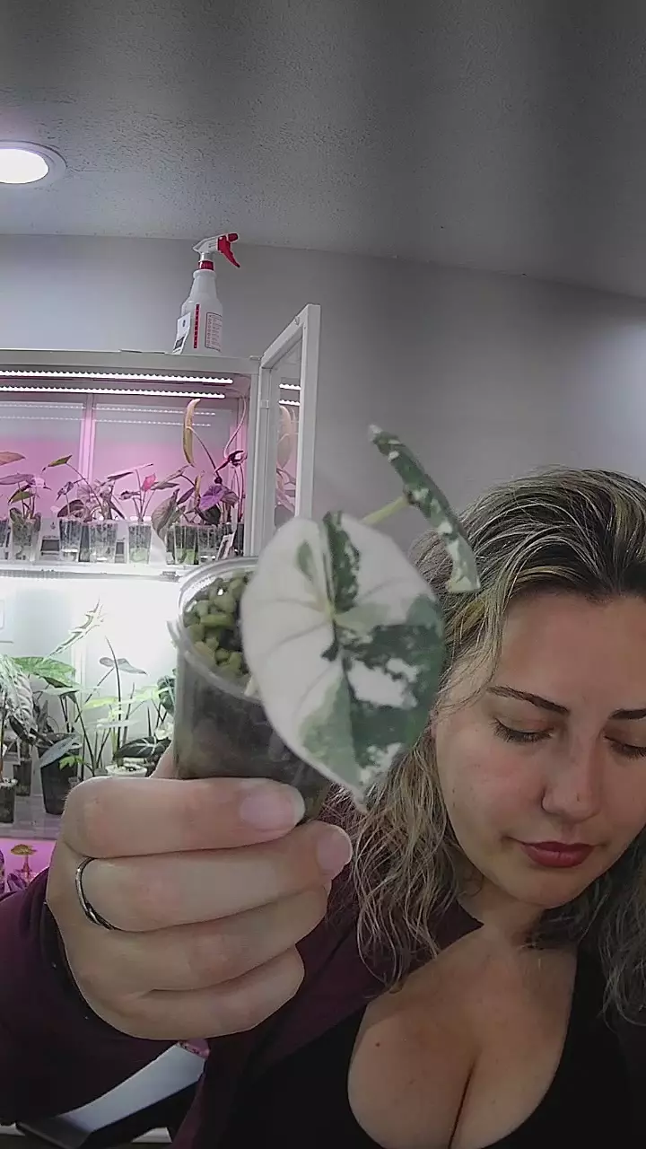 pink nebula pup thumbnail