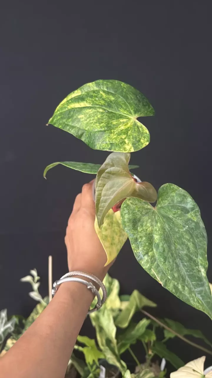 pterodactyl c luxurians var thumbnail